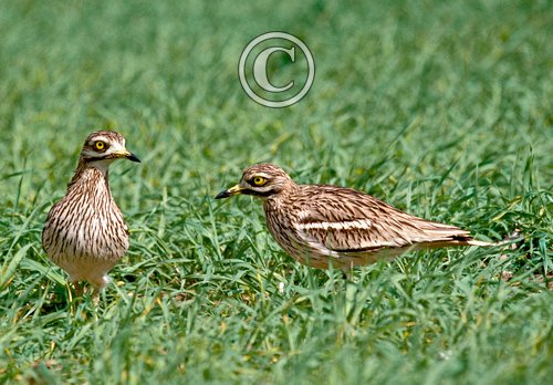 Stone Curlew DM0814